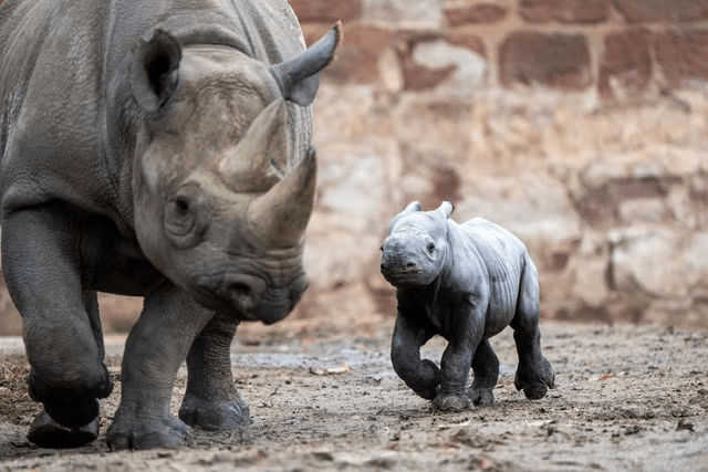 Save the Rhinos