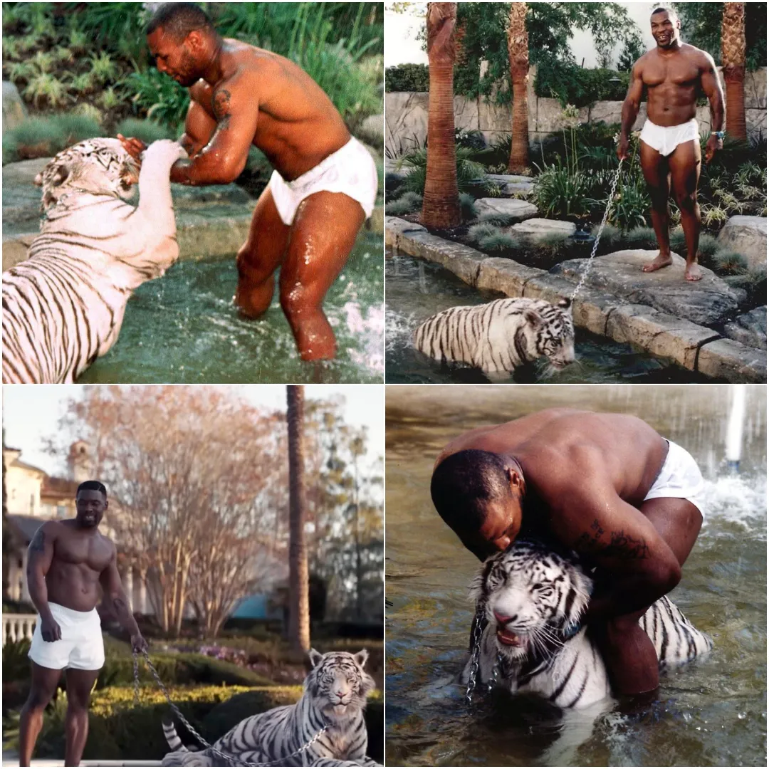 The Fate of Mike Tyson’s Pet Tigers